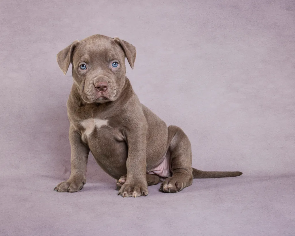 Brown Pit Bull puppy with blue eyes against purple background.