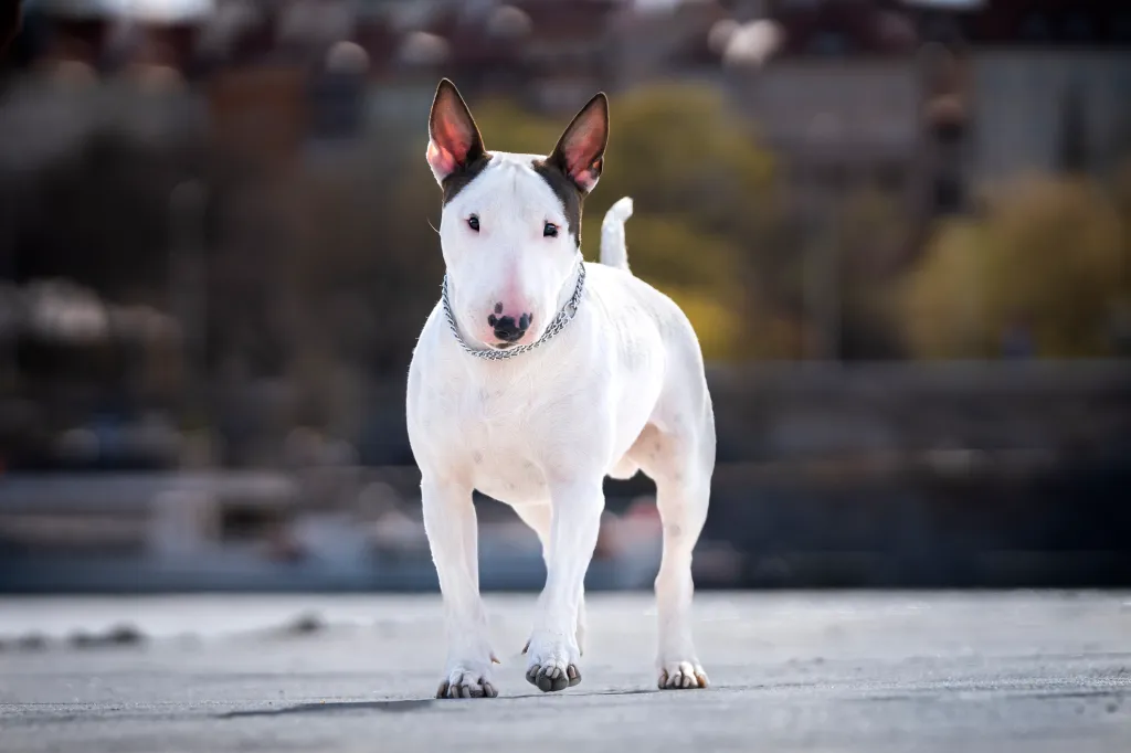 Bull Terrier standing on pavement looking at camera