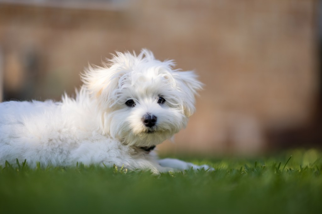 Maltipoo puppy lying down in grass