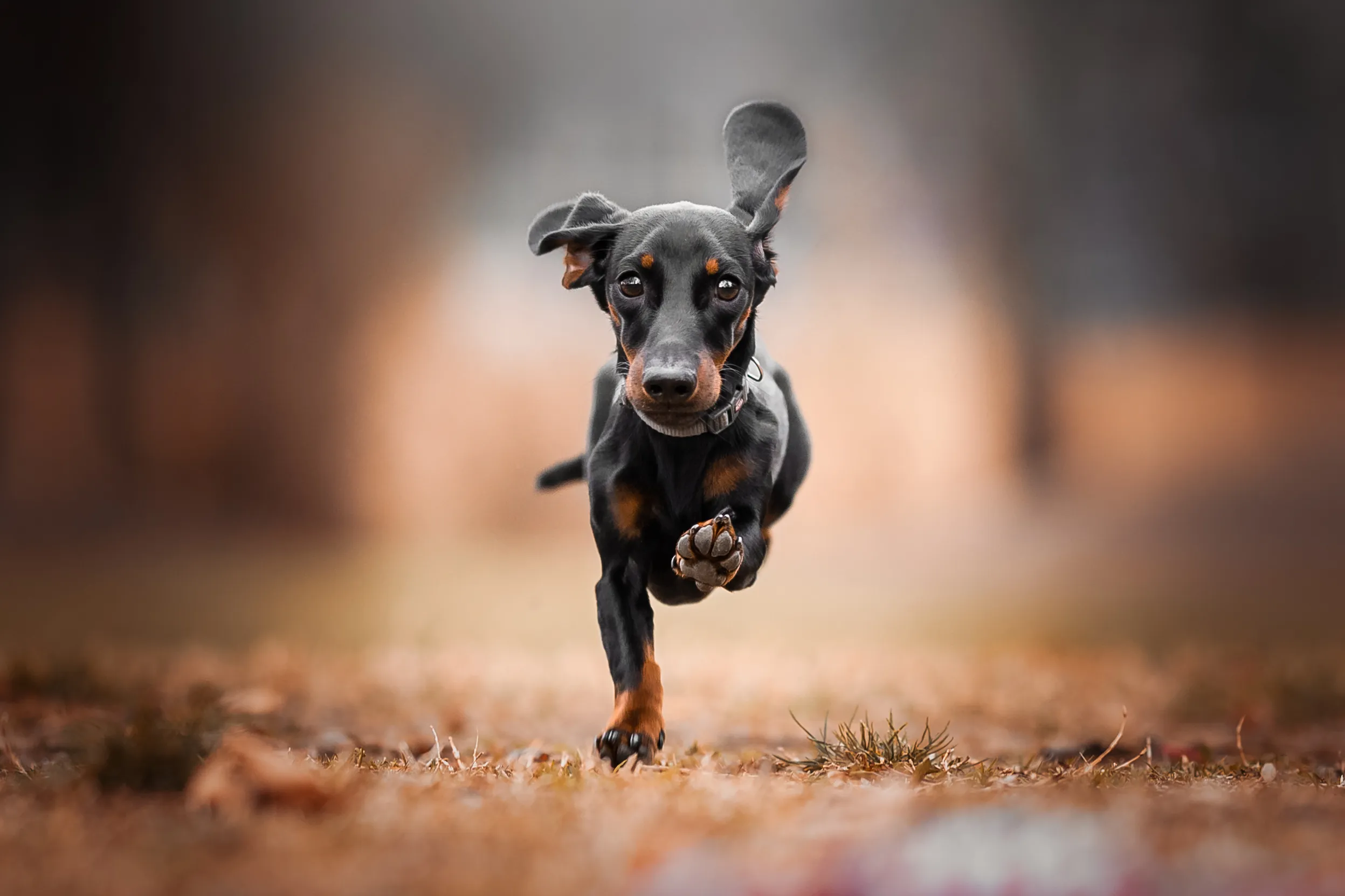 Fluffy weiner dog outlet puppies