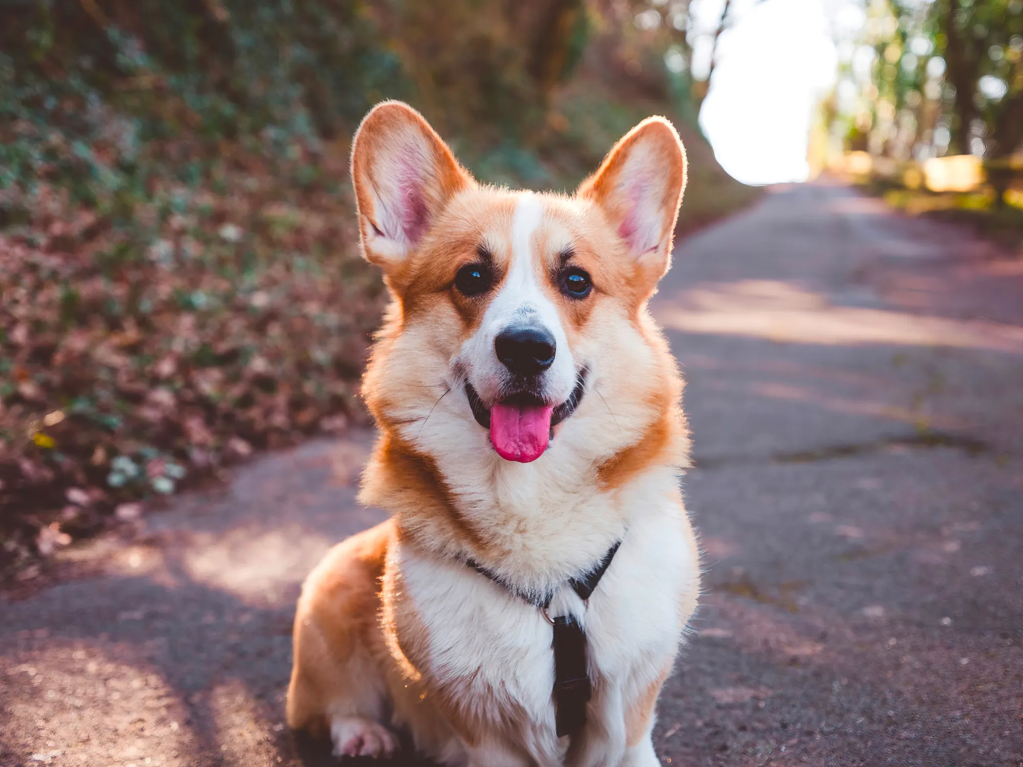 Pembroke Welsh Corgi Dog Breed Information