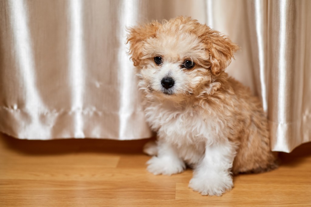 Maltipoo puppy in front of silk curtain