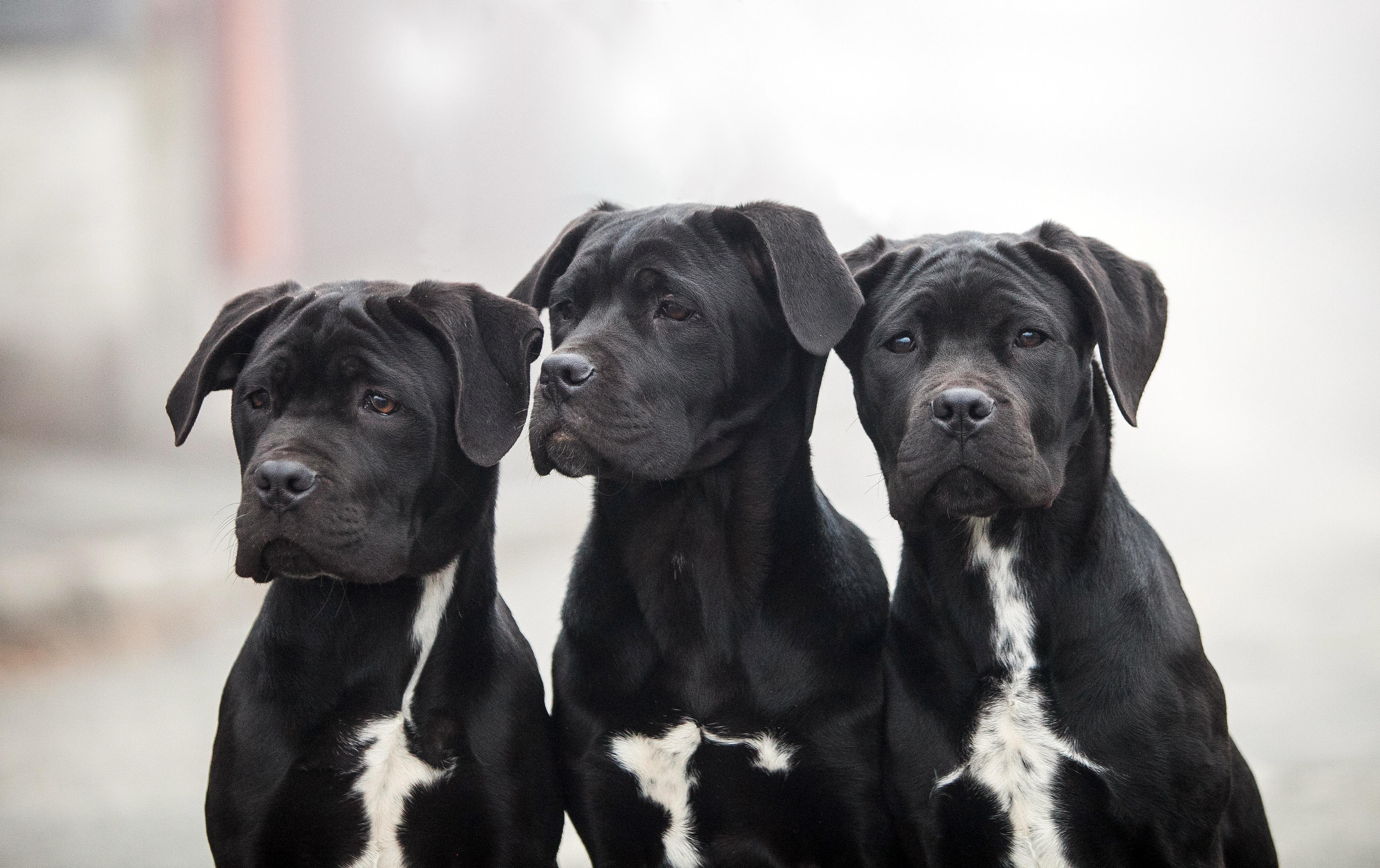 Cane Corso Dog Breed Information Characteristics