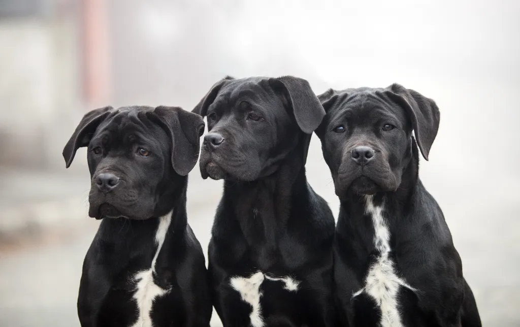A trio of Cane Corso puppies, a sometimes misunderstood dog breed, sitting for the camera