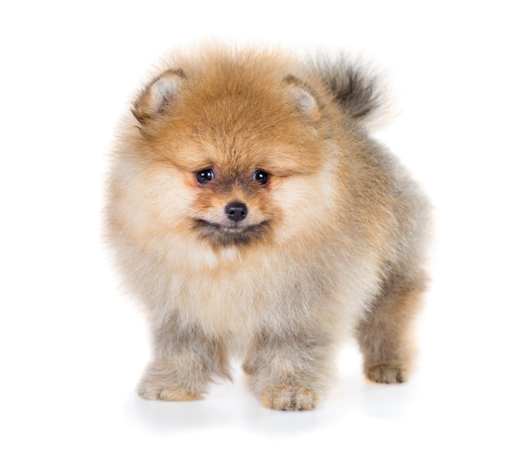 black and brown pomeranian puppies