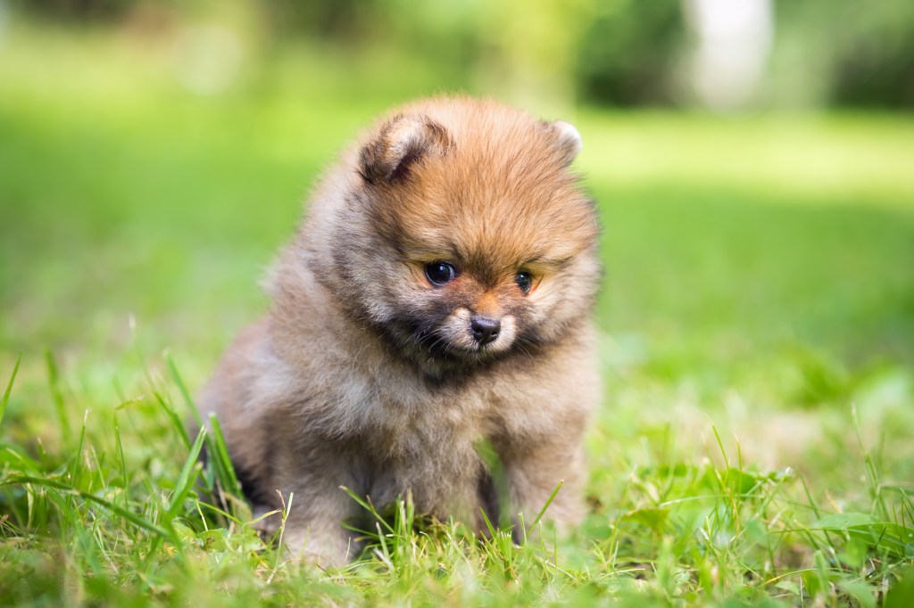 Pomeranian puppy in grass