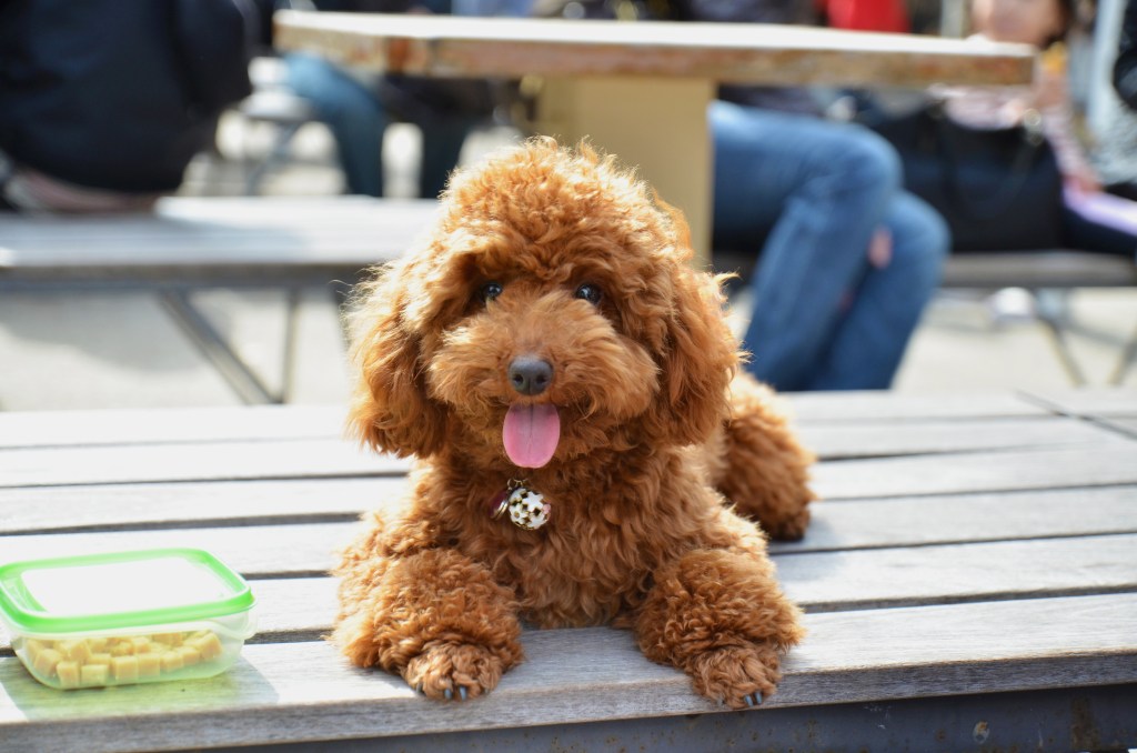 Toy poodle lying on picnic table