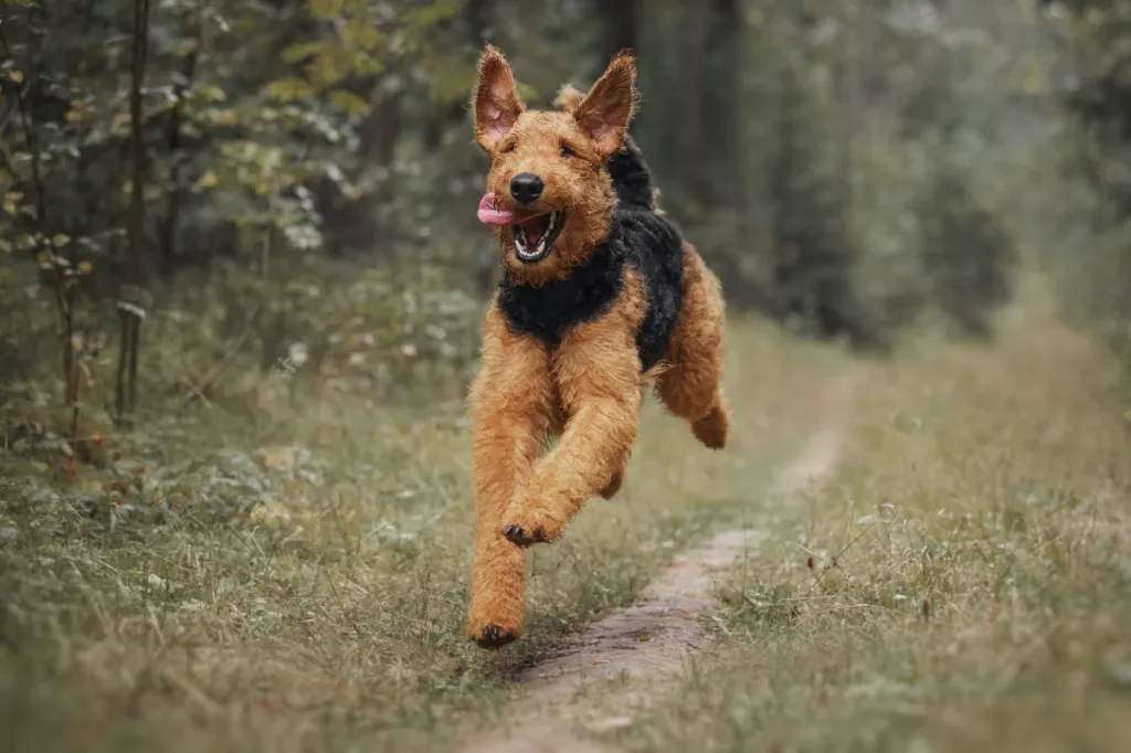 Airedale terrier dog running