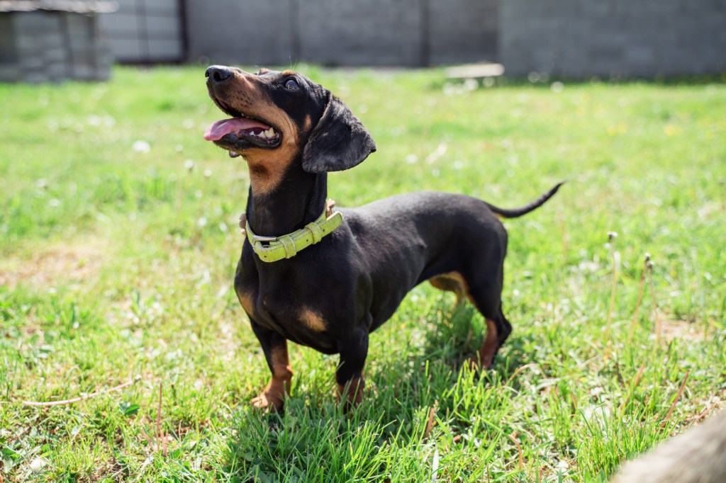 Dachshund puppy on grass