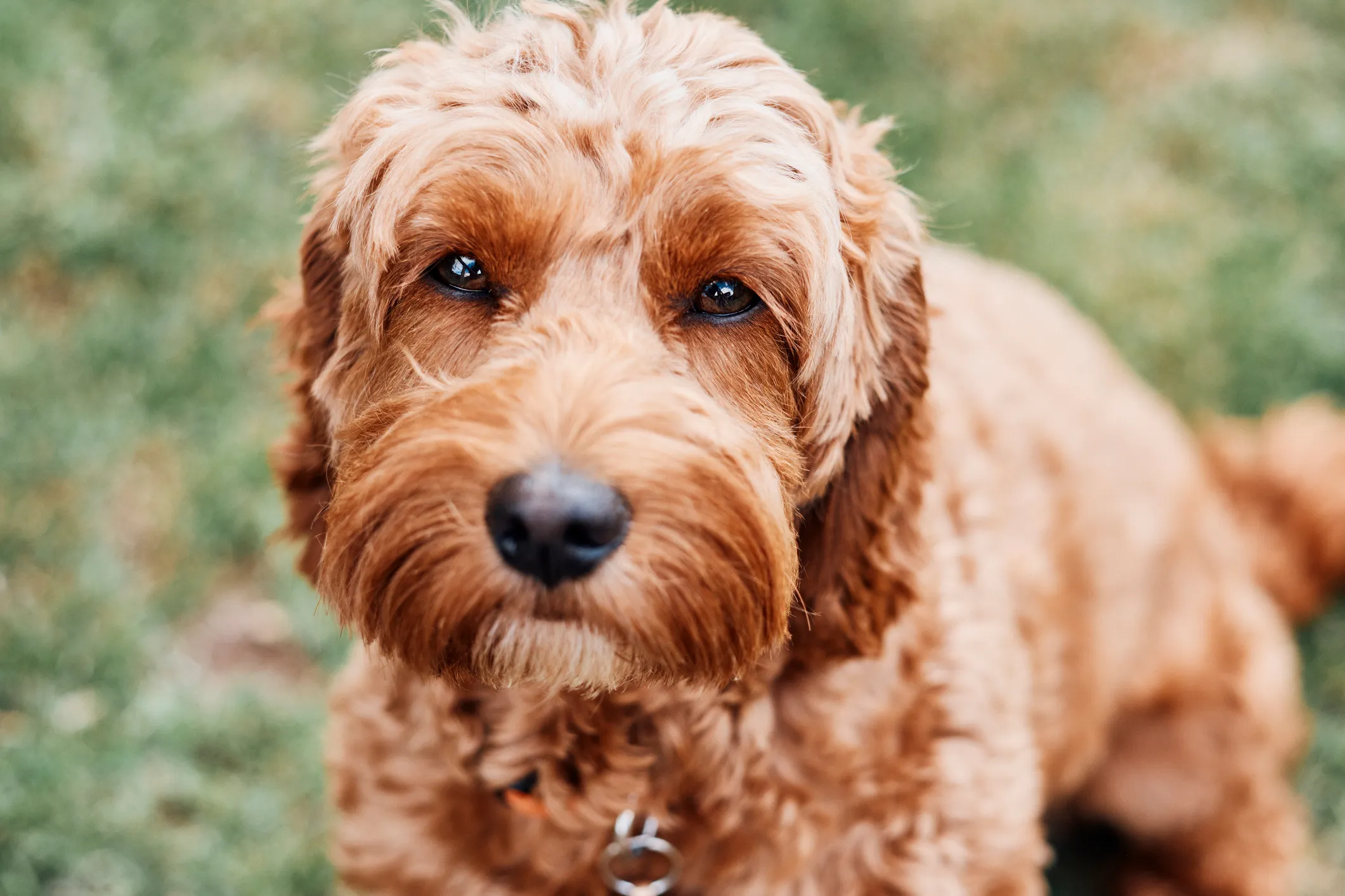 Cocker store poodle puppy