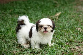 Shih Tzu puppy in grass
