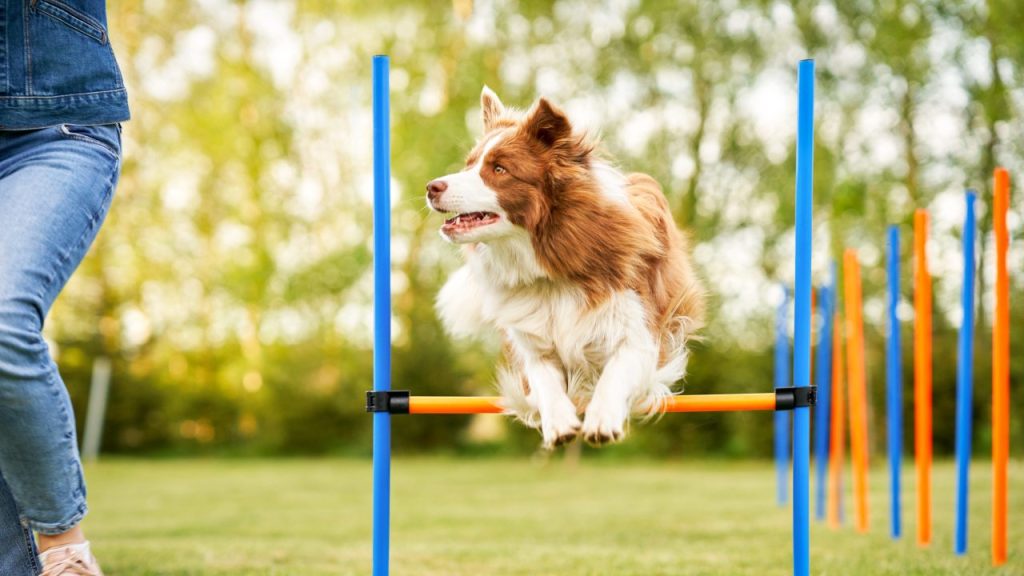Dog Agility Training: Where To Begin With Your Dog  