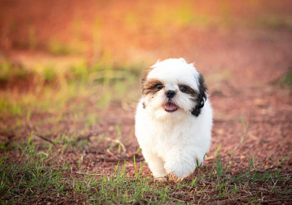 Shih Tzu puppy walking in field