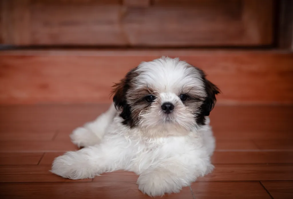 Shih Tzu puppy lying on floor. Dog is white with black ears and eyes.