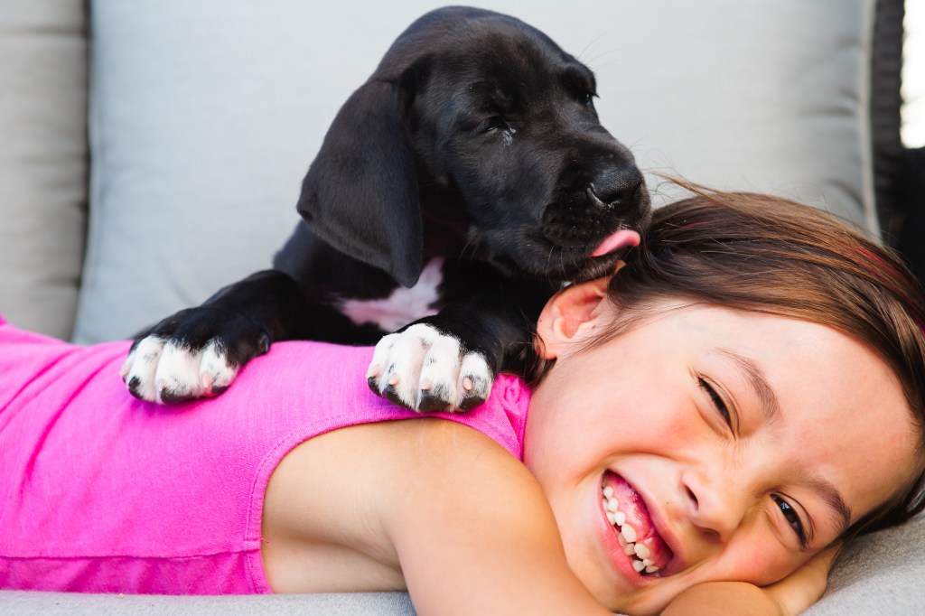 Great Dane puppy kissing little girl.