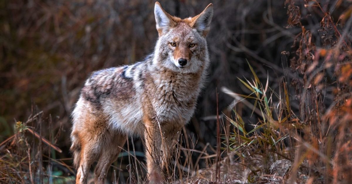 Coyote in nature, like one you should protect your dog during an attack from.