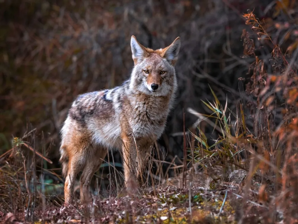 Coyote in nature, like one you should protect your dog during an attack from.