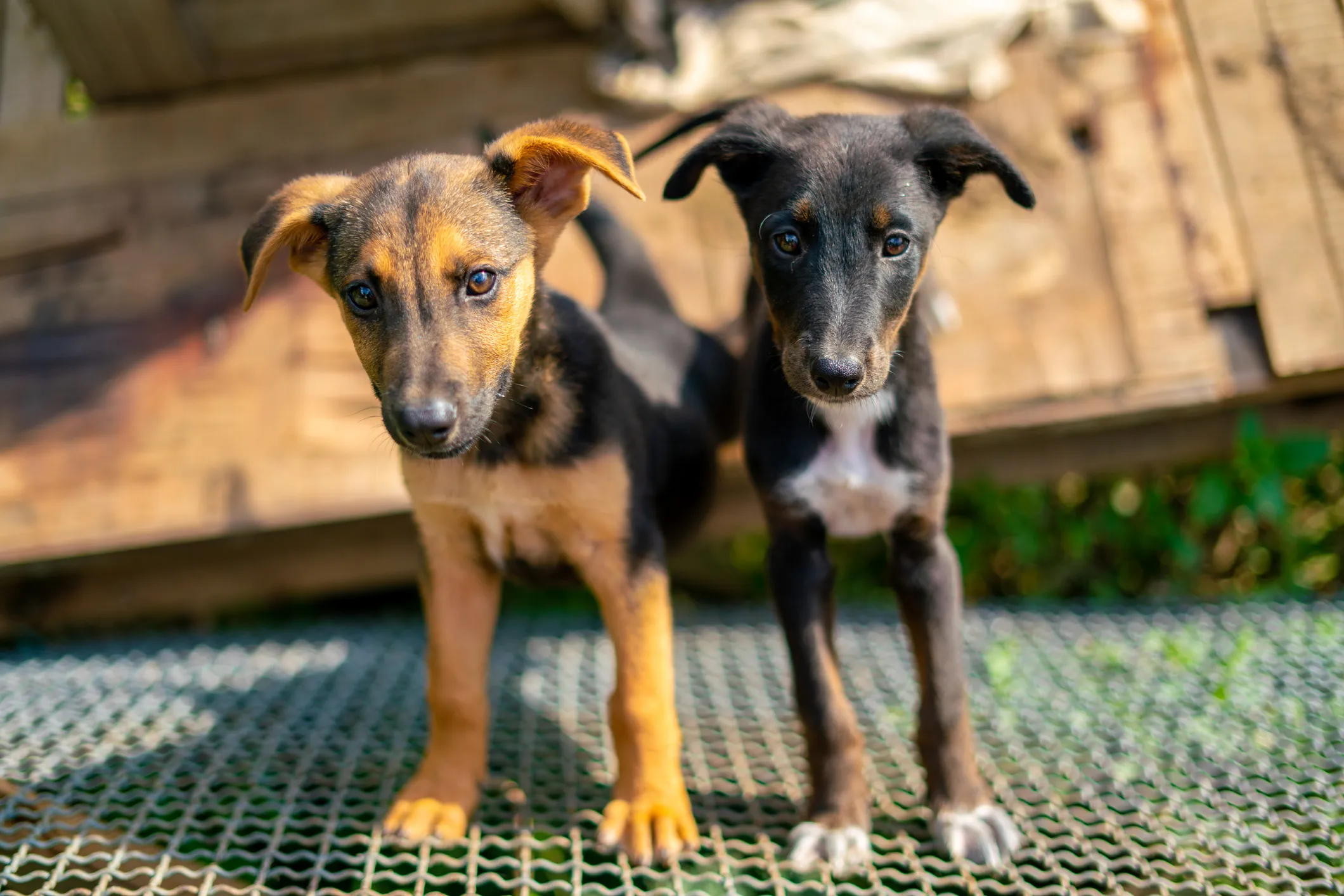 Mixed Breed Dogs