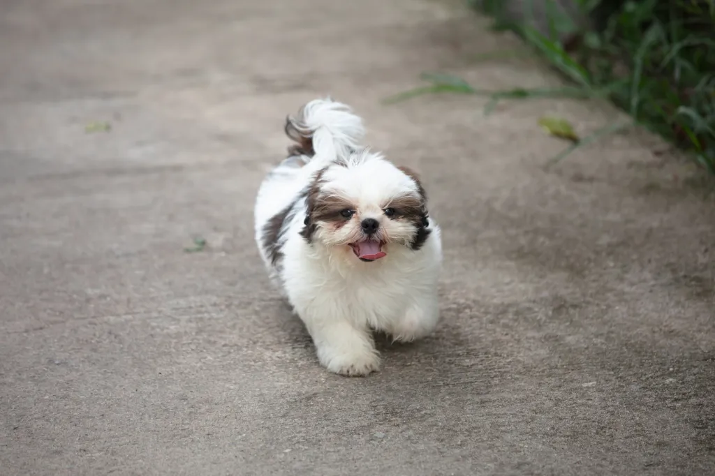 Shih Tzu puppy walking on pavement