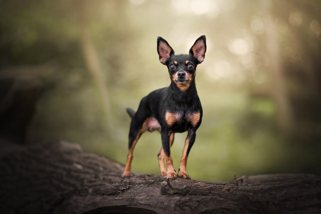 Shorthaired black and tan chihuahua