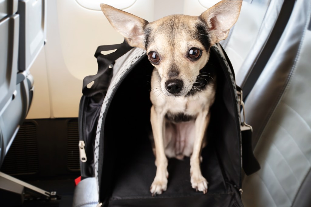 A tiny Chihuahua popping out of a carrier sitting on an airplane seat.