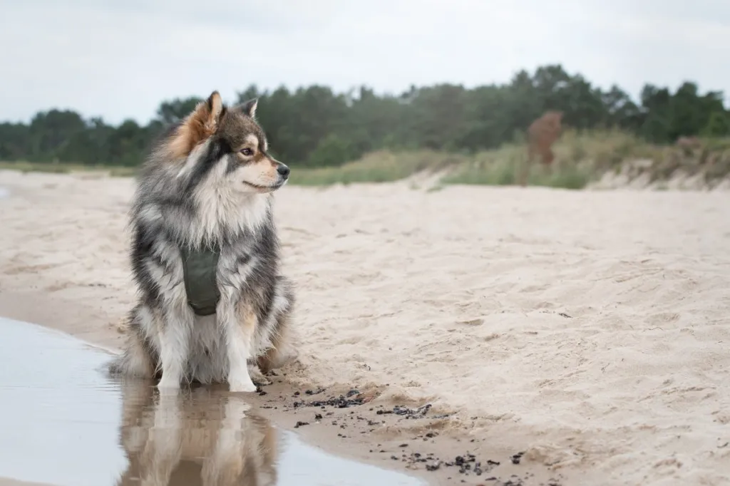 Finnish Lapphund sitting on the beach