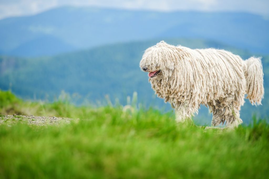 Komondor dog in mountains