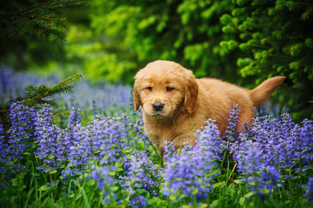 Golden puppy in lavender field