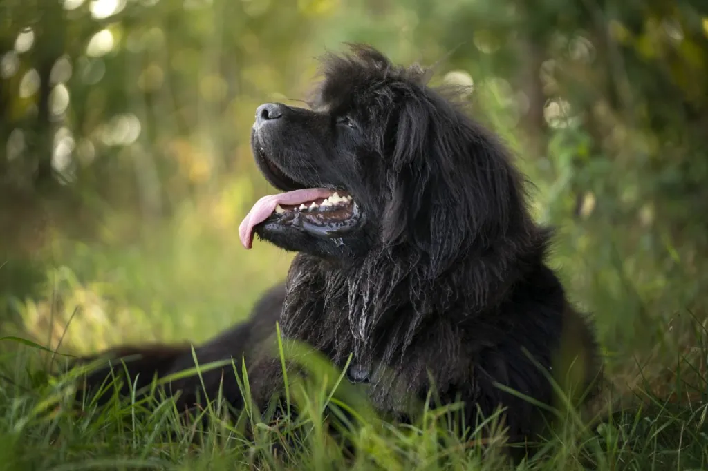 A big fluffy Newfie smiling happy in the grass