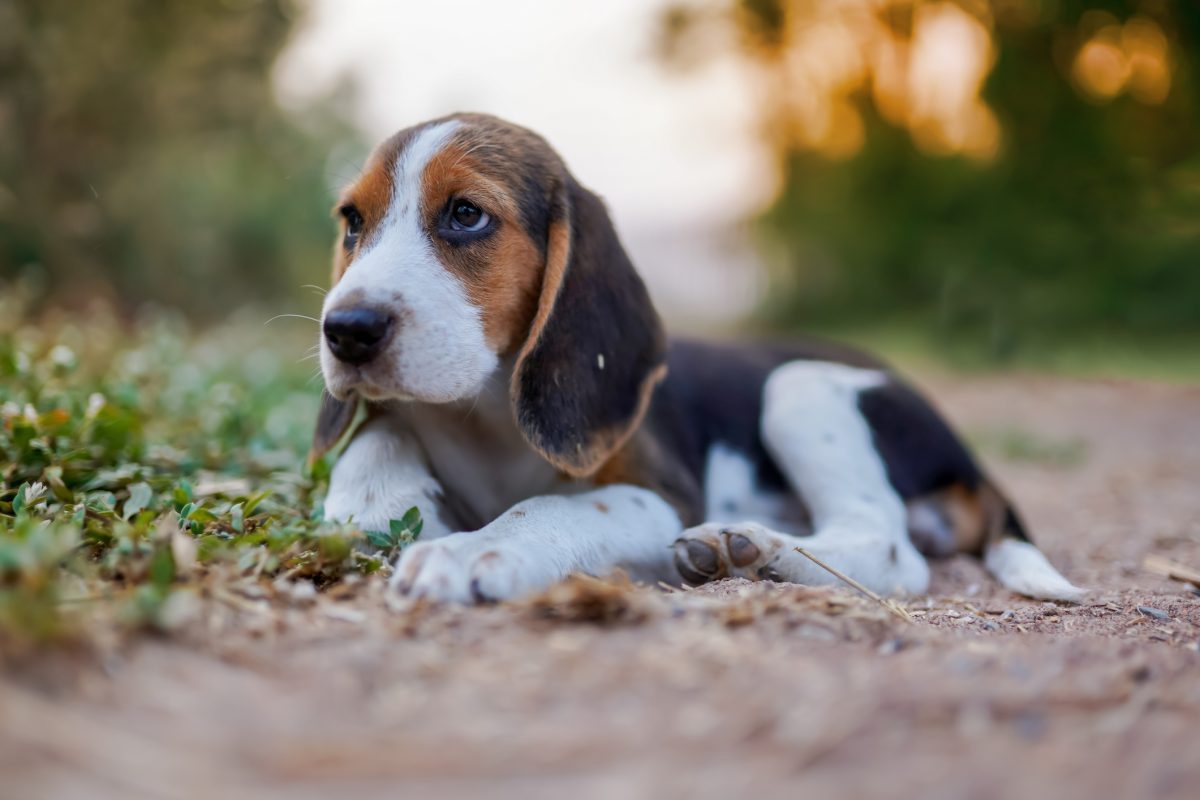 Puppy store beagle dog