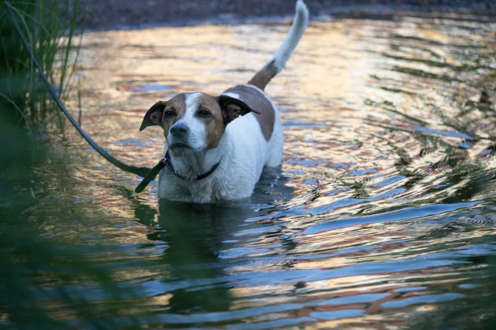 Dog in water