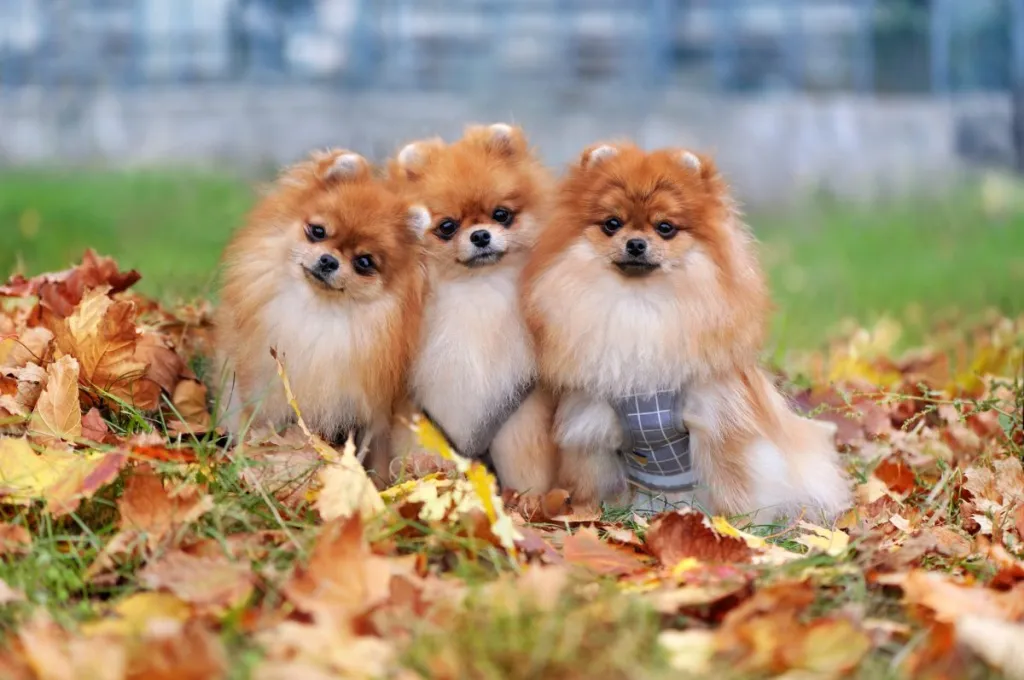 Pomeranian puppies sitting on leaves