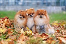 Pomeranian puppies sitting on leaves