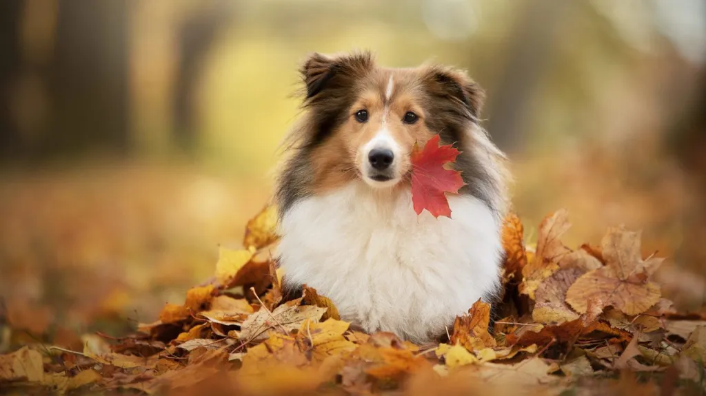 A Shetland Sheepdog poses in a pile of fall leaves.