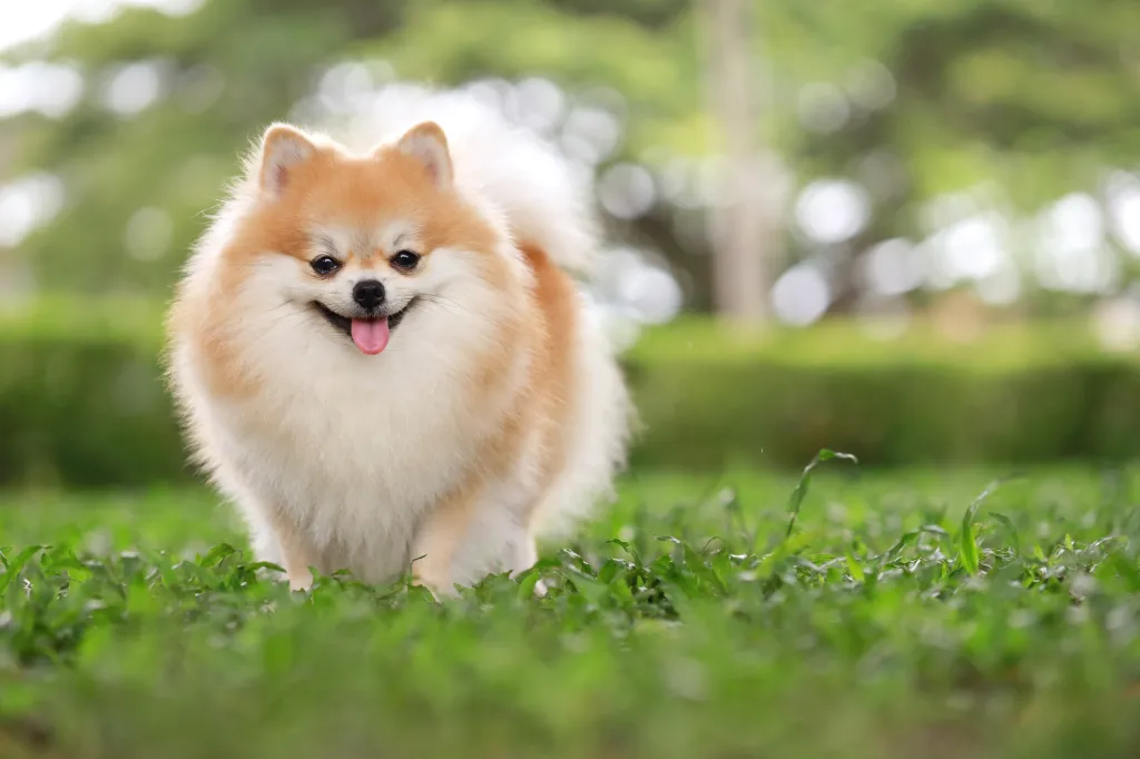 Pomeranian Dog Breed Information & Characteristics