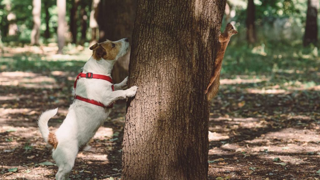A Jack Russell Terrier meets a wild animal on their walk in the woods.