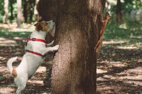 A Jack Russell Terrier meets a wild animal on their walk in the woods.