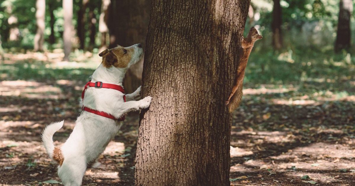 Ever seen a dog use a cat tower before…? : r/jackrussellterrier
