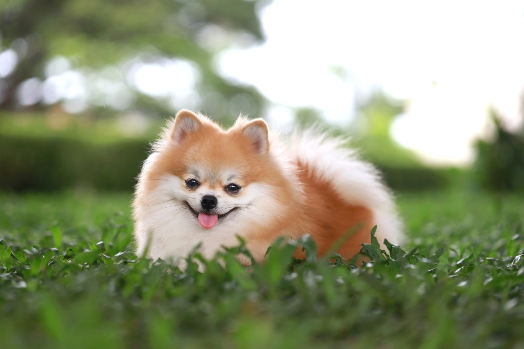 Pomeranian puppy in grass