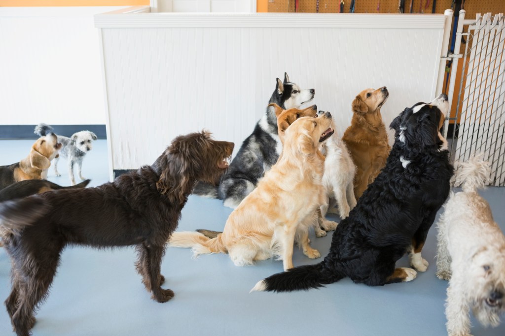 The Benefits of Mental Stimulation for Dogs: Why Our Doggie Daycare is a  Great Choice