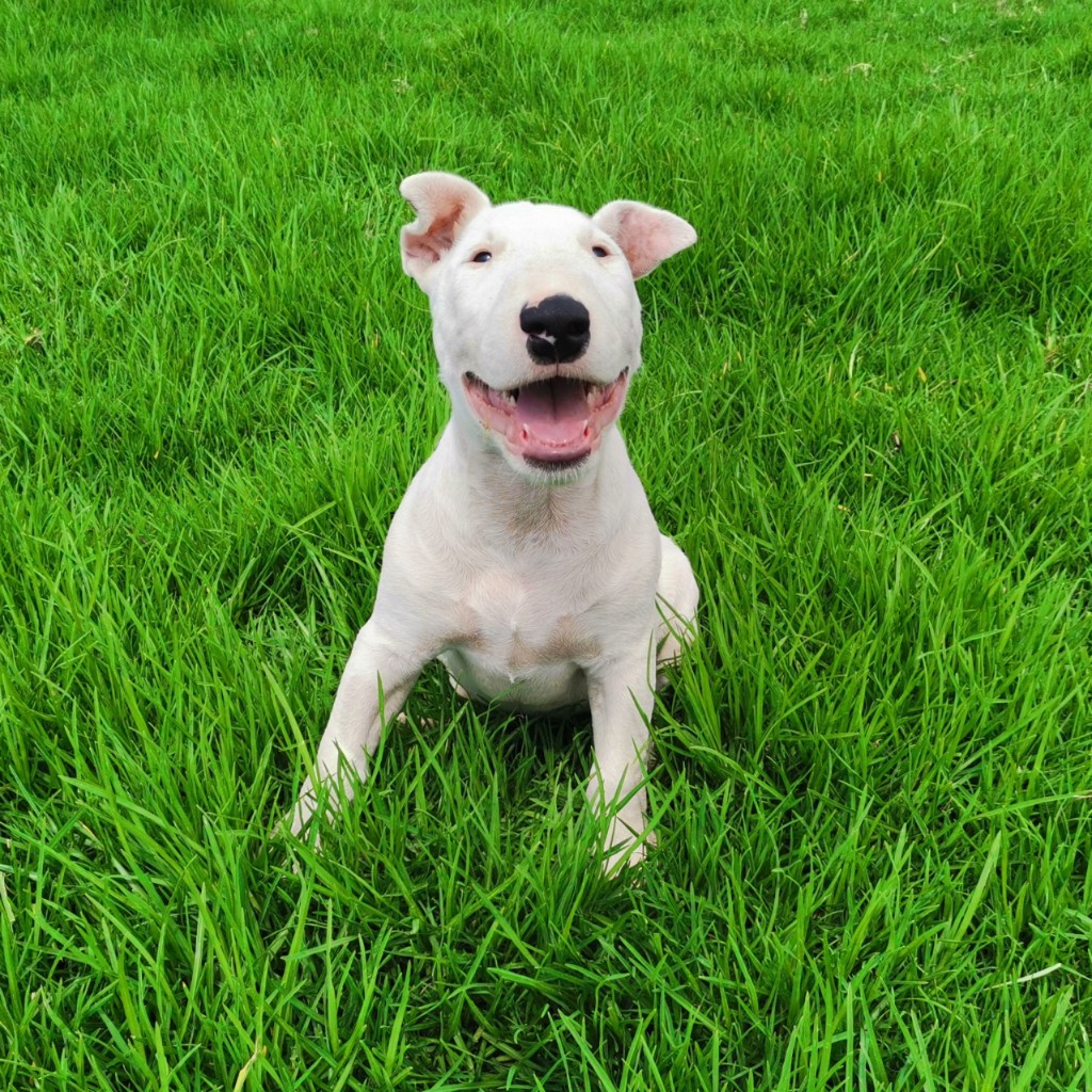 Happy Bull Terrier sitting on grass