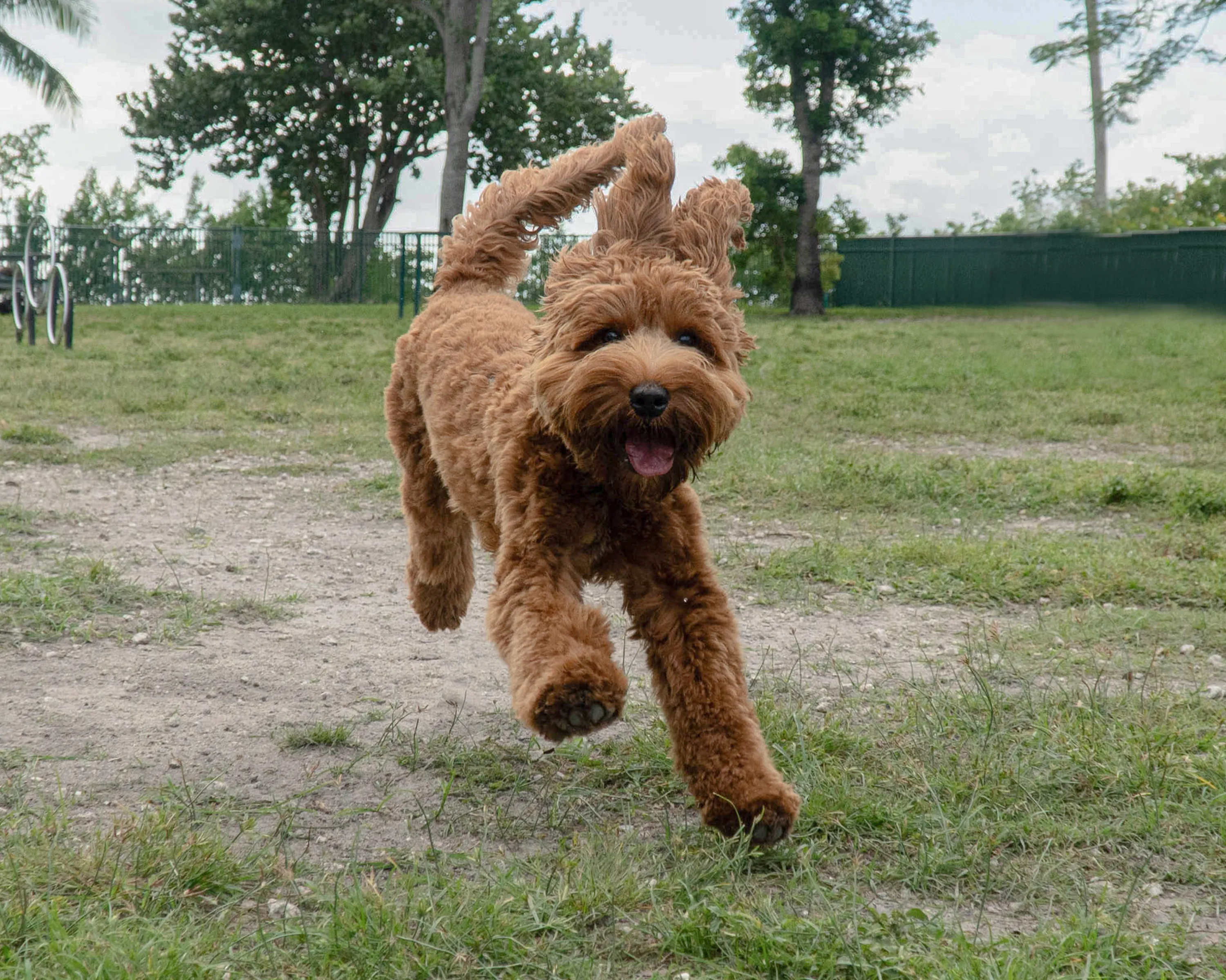 Large clearance standard goldendoodle