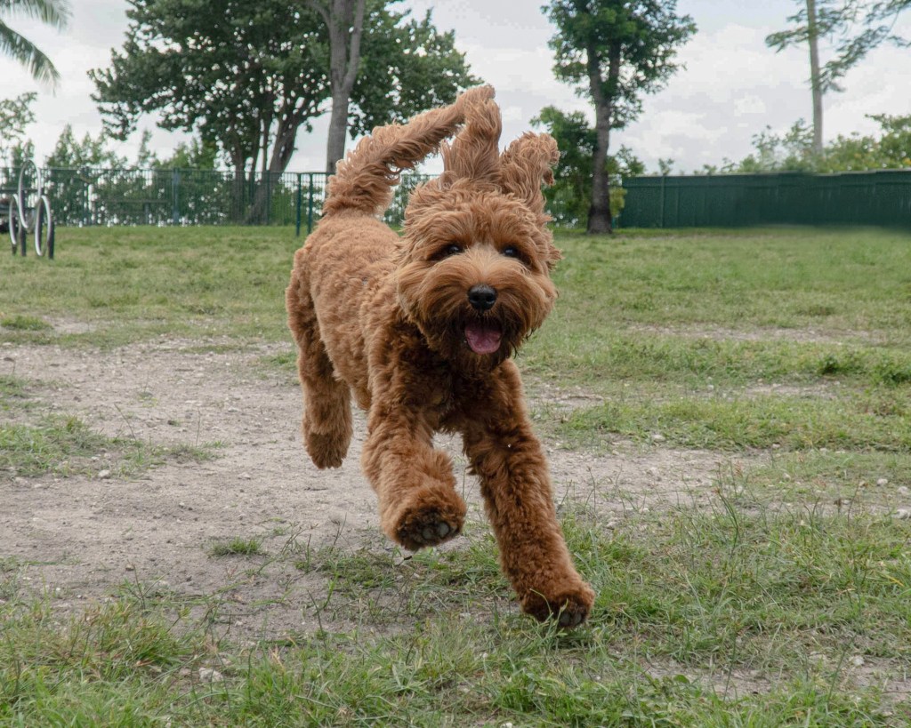 Golden doodle having fun. Happy day at the dog park , mixed breed rescued