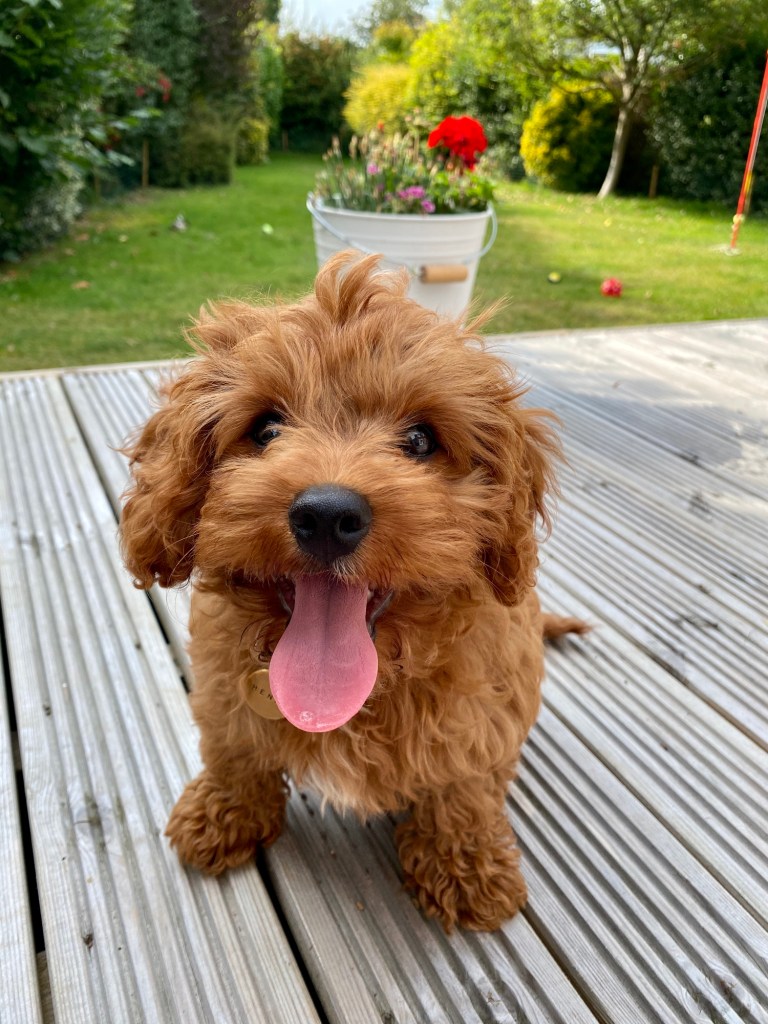 Cockapoo puppy with tongue sticking out