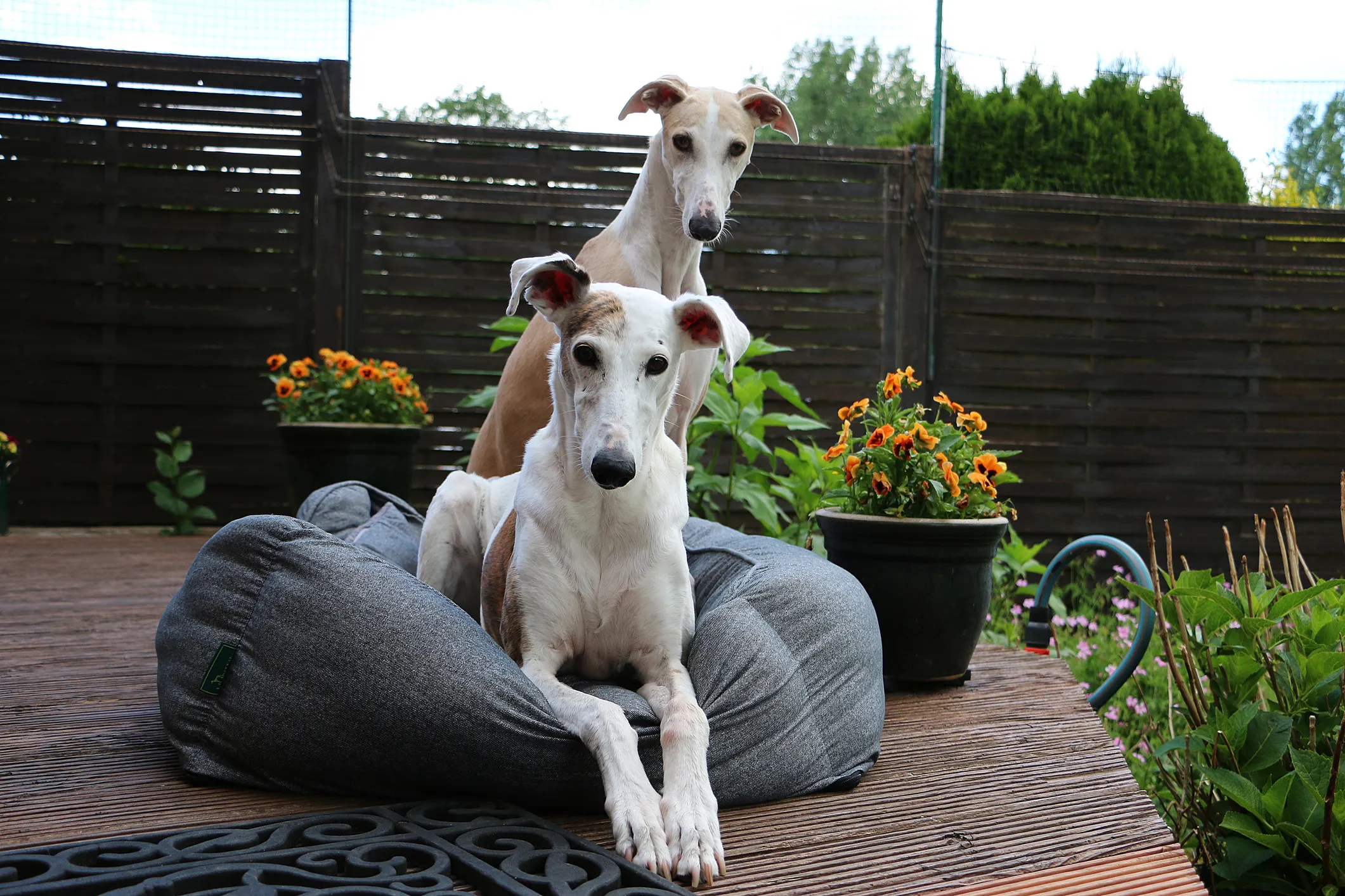 Large greyhound on sale