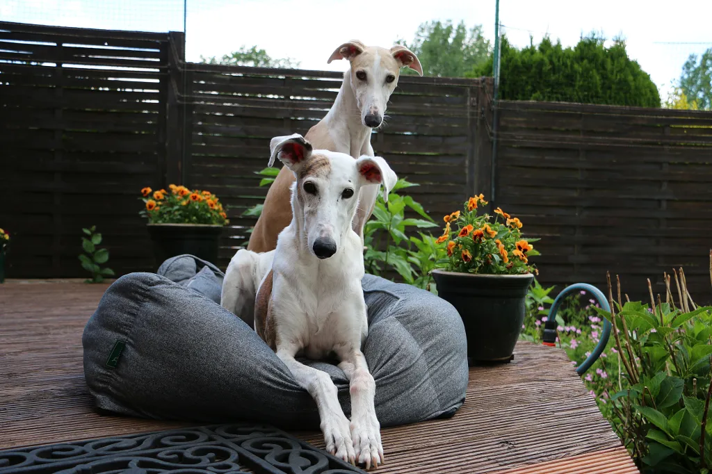 Two beautiful sighthounds in the bed on the terrace