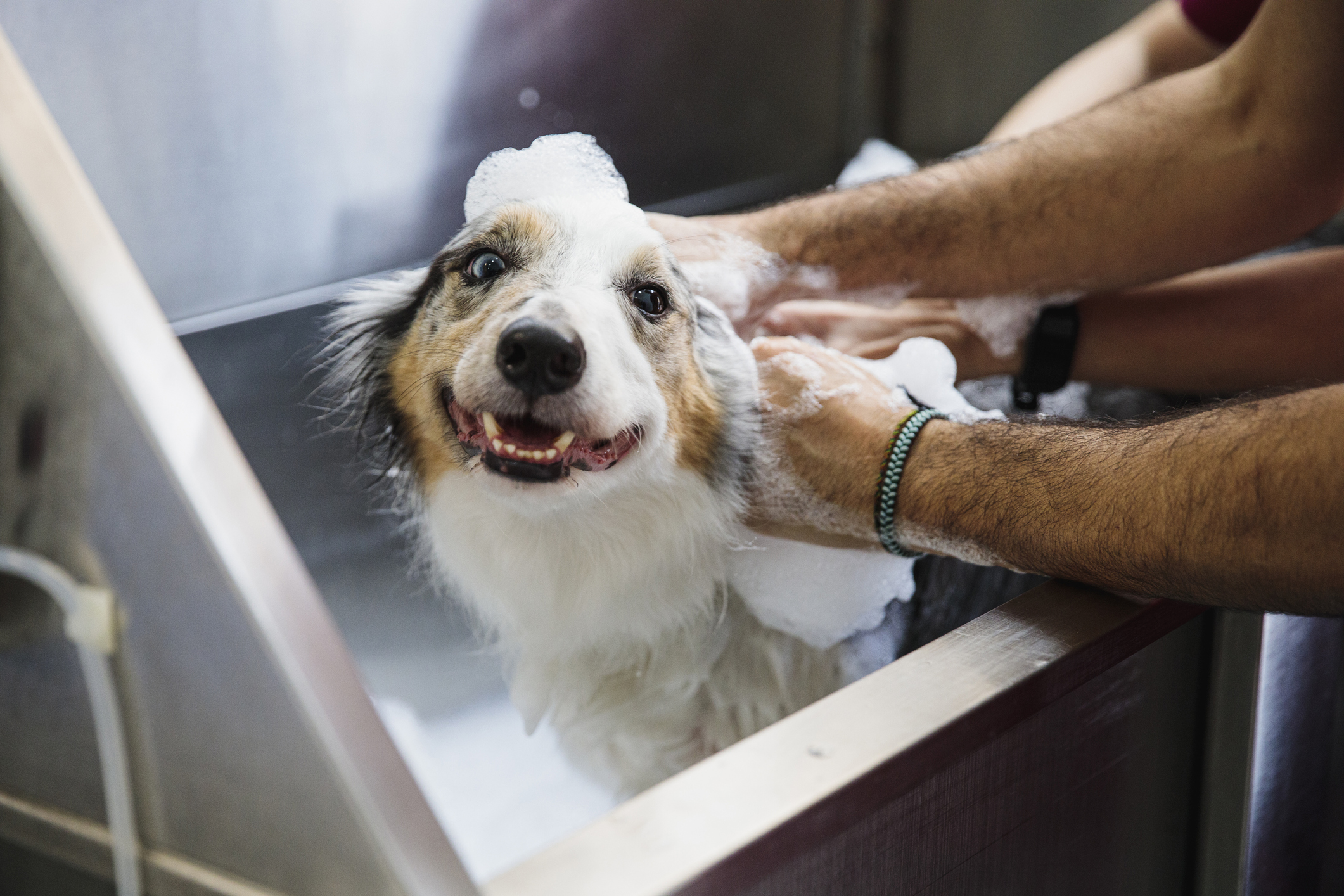 The dog store bath