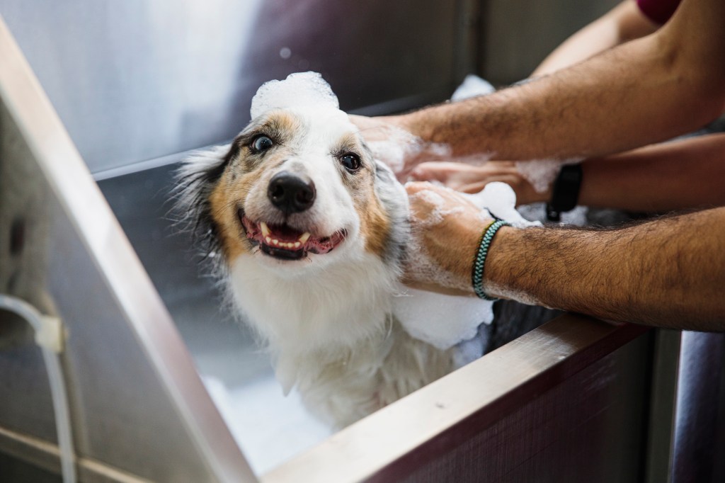 Dog in a bath with suds on their head.