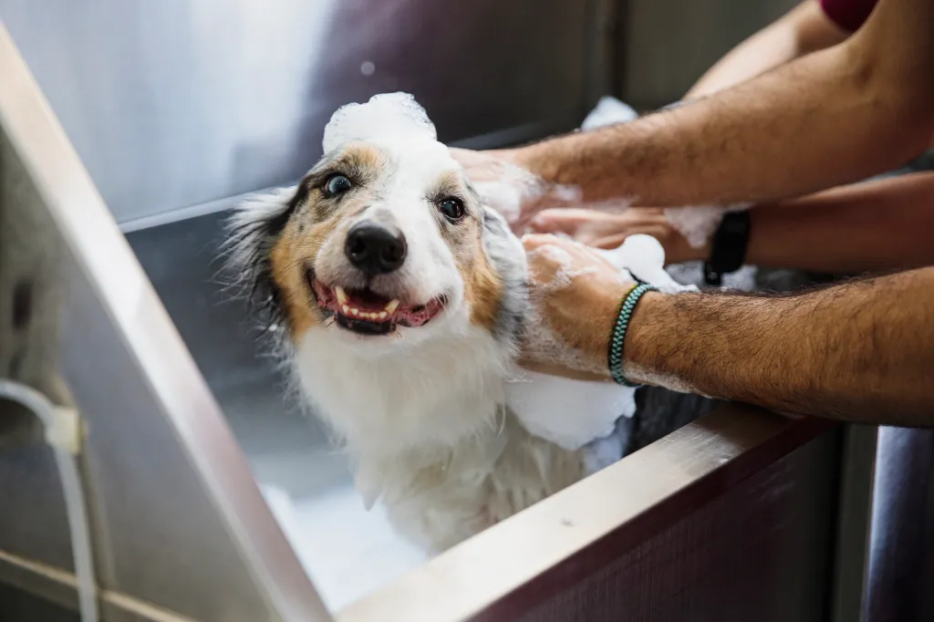 Dog in a bath with suds on their head.