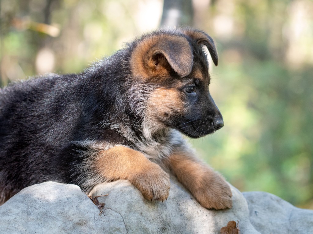 German Shepherd puppy on rock
